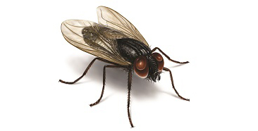 Thông tin đặc điểm của ruồi nhà - Solenopsis invicta