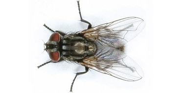 Thông tin đặc điểm của ruồi mặt - Face fly