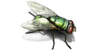 Thông tin đặc điểm của ruồi nhặng - Blow fly