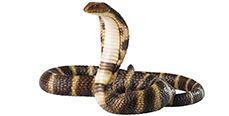 Thông tin đặc điểm của rắn hổ mang - Naja annulifera