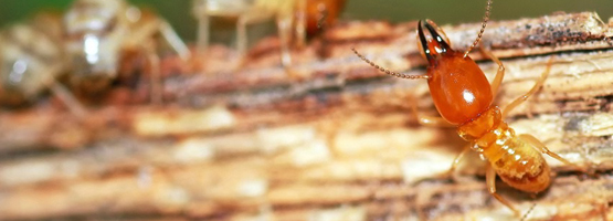 Termites Control