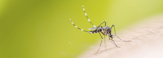 Mosquito Control 