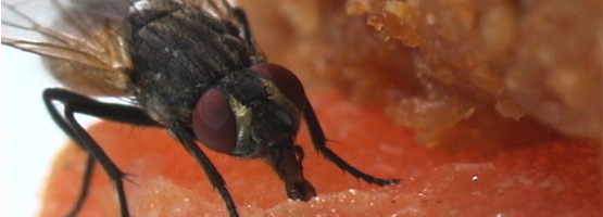 Fly Control