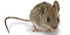 Thông tin đặc điểm của chuột nhà - Mus domesticus