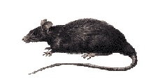 Thông tin đặc điểm của chuột mái nhà