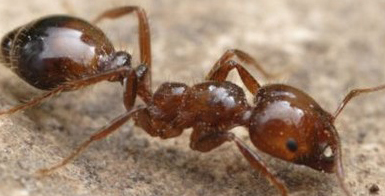 Thông tin đặc điểm của kiến lửa - Solenopsis invicta