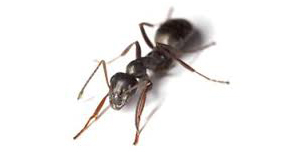 Thông tin đặc điểm của kiến đen - Polyrhachis dives Smith