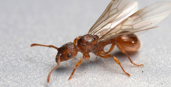 Thông tin đặc điểm của kiến cánh - ant wings