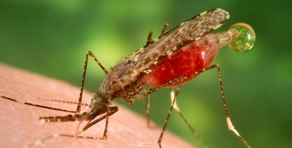 Thông tin đặc điểm của Muỗi Anopheles