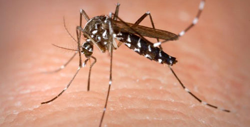Thông tin đặc điểm của muỗi hổ châu Á - Aedes albopictus
