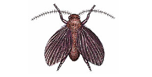 Thông tin đặc điểm của ruồi đêm - hoc lai xe oto tai ha noi