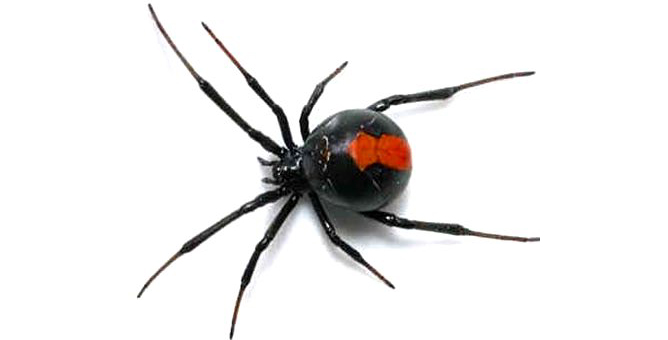 Thông tin đặc điểm của nhện góa phụ đen