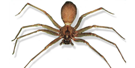 Thông tin đặc điểm của nhện nâu - Loxosceles reclusa