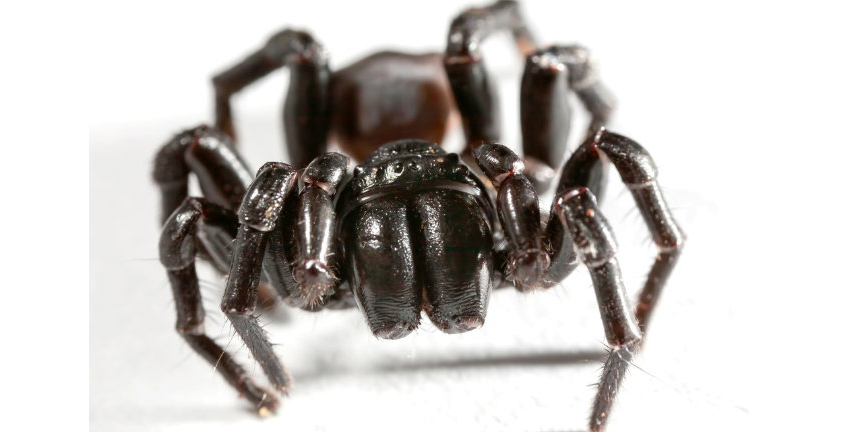 Thông tin đặc điểm của nhện lưới phễu Sydney