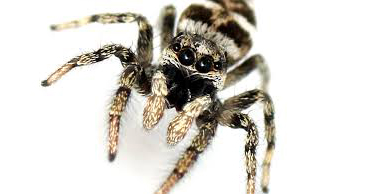 Thông tin đặc điểm của nhện vằn