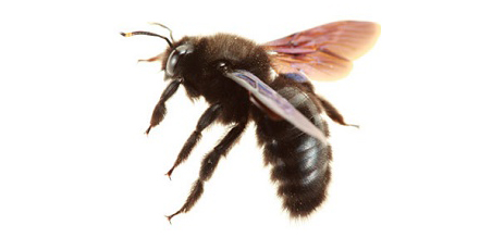 Thông tin đặc điểm của ong đục gỗ