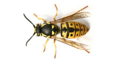Thông tin đặc điểm của loài ong bắp cày