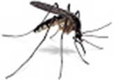 Kiểm soát muỗi và diệt muỗi